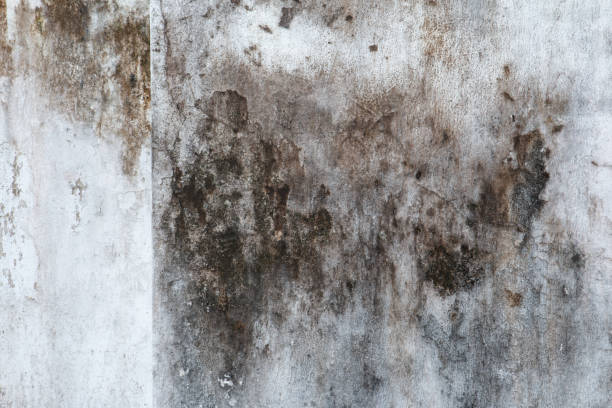Best Basement Mold Removal  in Harrisville, PA