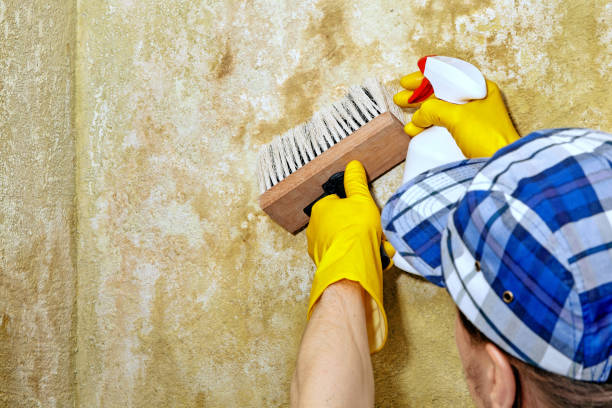  Harrisville, PA Mold Removal Pros