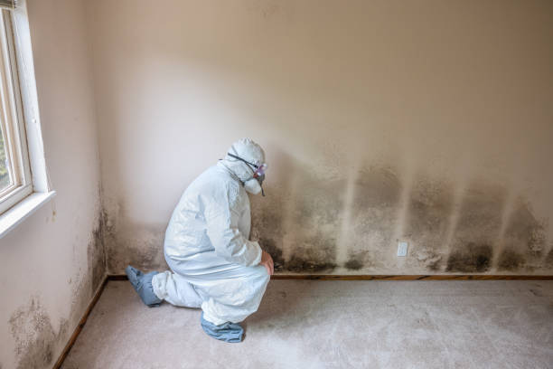 Mold Remediation for Rental Properties in Harrisville, PA