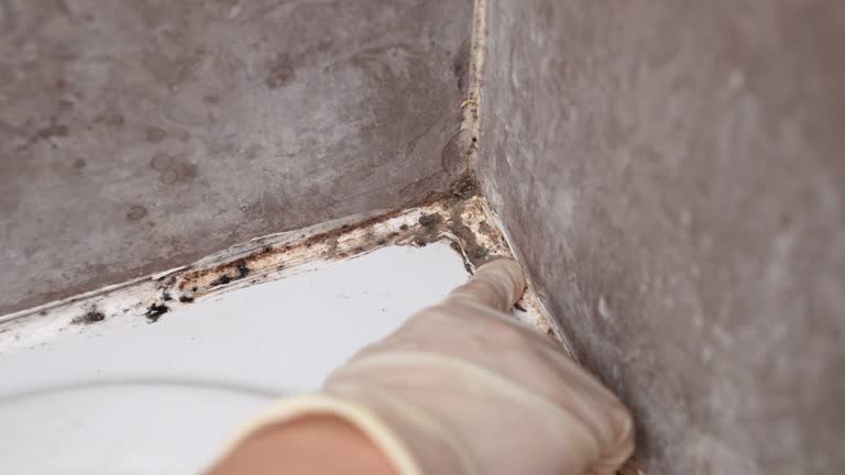 Best Black Mold Removal  in Harrisville, PA