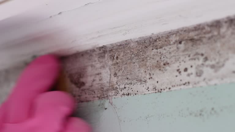Best Mold Remediation for Healthcare Facilities  in Harrisville, PA